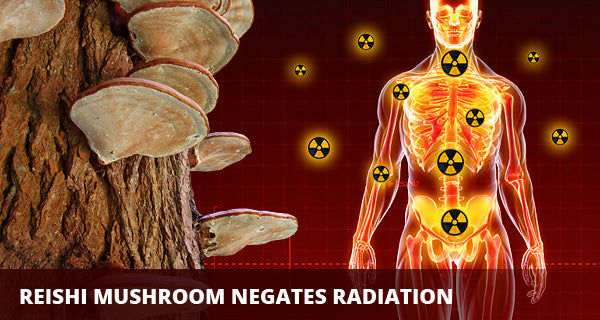 Reishi mushroom - radiation