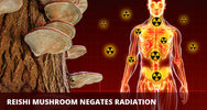 Reishi mushroom - radiation