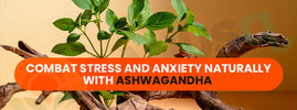 Ashwagandha for stress and anxiety — Ayurvedic adaptogen that calms the nervous system, reduces cortisol and boosts immunity