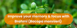 Brahmi (Bacopa monnieri) for memory and focus — Ayurvedic brain tonic enhances learning, recall and cognitive function