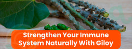 Giloy for immunity — Ayurvedic herb known as 'Amrita' boosts immune defence, fights infections and detoxifies the body