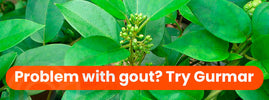 Gurmar for gout relief — Ayurvedic herb helps lower uric acid, reduce joint inflammation and prevent painful gout attacks