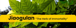 Jiaogulan — Herb of Immortality, Gynostemma pentaphyllum, supports longevity, energy and resistance to age-related disease
