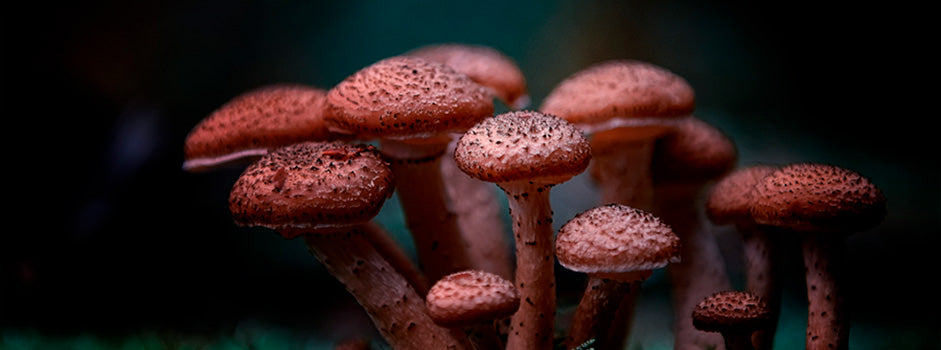 Medicinal mushrooms — reishi, lion's mane, chaga, shiitake, cordyceps — boost immunity, brain and long