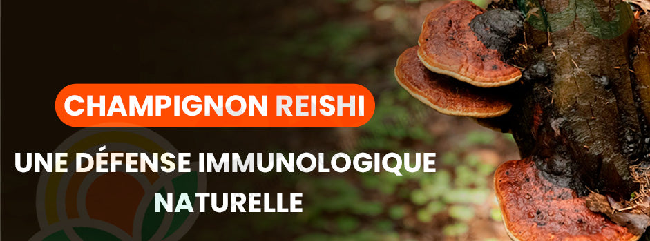Reishi mushroom (Ganoderma lucidum) — 'Mushroom of immortality' regulates immunity, reduces stress and supports heart