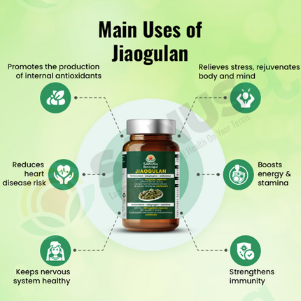 Jiaogulan d'herbes (végétales) gélules - 500 mg